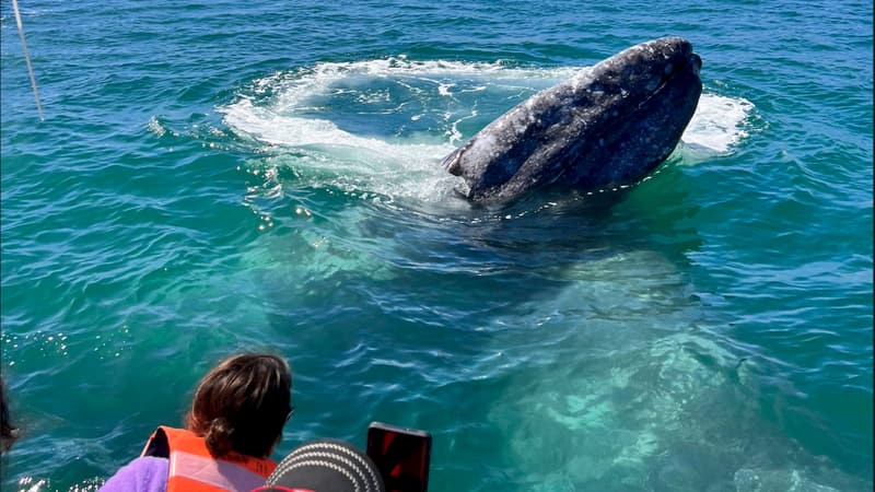 Ballena gris en Puerto Chale