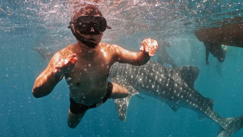 Nado con tiburón ballena